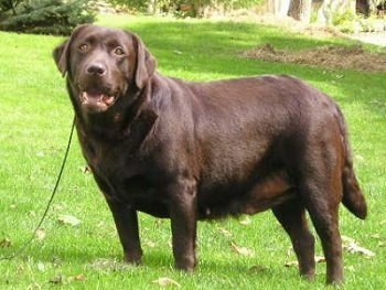 Chunky best sale chocolate labrador